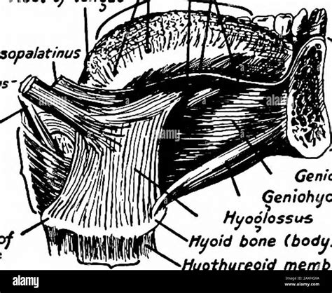 Symphysis menti Black and White Stock Photos & Images - Alamy