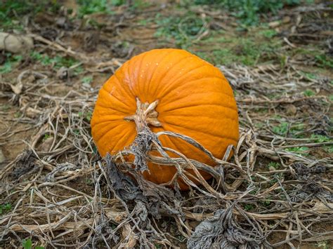 Pumpkin Farm Field - Free photo on Pixabay