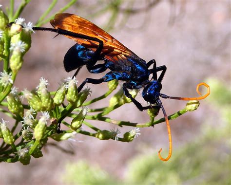 Tarantula Hawk Pepsis Mildei These Large ~2 Inches Was Flickr