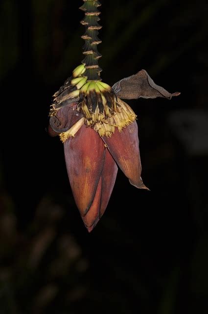 Flor Banana De Bananeira Foto Gratuita No Pixabay Pixabay