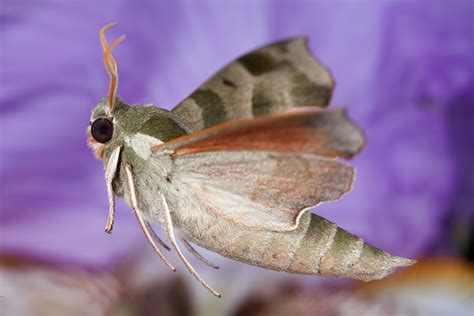 Darapsa Myron Virginia Creeper Sphinx Moth Linden Gledhill Flickr