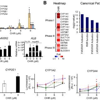 Cell Viability Of HepaRG Cells Treated With Four Hepatotoxic Drugs