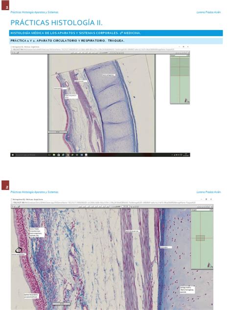 Pdf Pr Cticas Histolog A Dokumen Tips