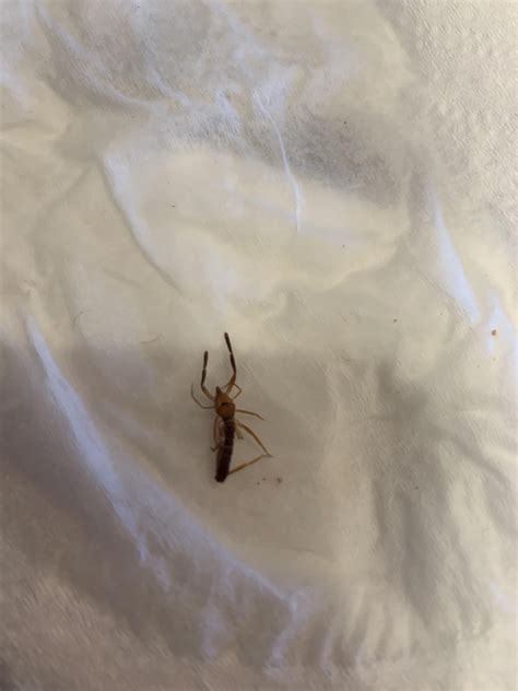 Is this a baby scorpion? : r/whatisthisbug