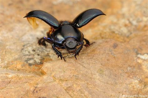 Dung Beetle species | Bernard Van Elegem