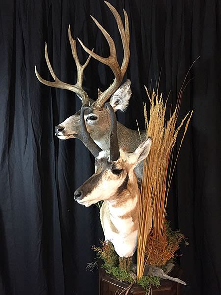 Trophy Game Taxidermy In Wyoming And Colorado