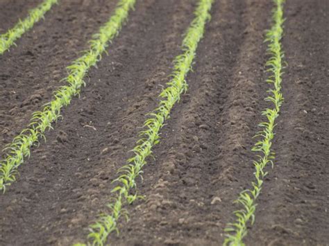 Kukorica Kel S Ut Ni Gyomirt Sa F Rum Agroinform Hu Oldal