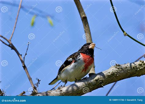 Rose-breasted Grosbeak 700688 Stock Photo - Image of leamington ...