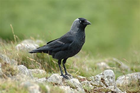 Free Jackdaw Stock Photo - FreeImages.com