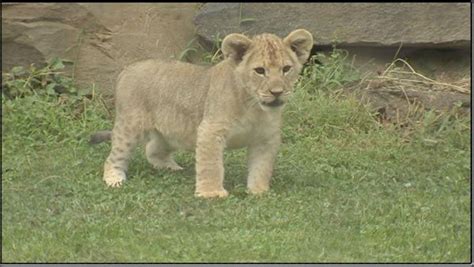 PHOTOS: Philadelphia Zoo shows off 4 lion cubs | 6abc.com