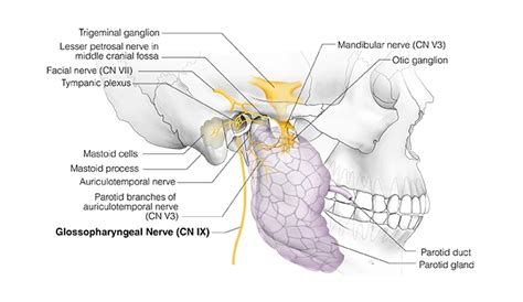Cranial Nerve IX – Glossopharyngeal Nerve | Head and Neck Anatomy: Part