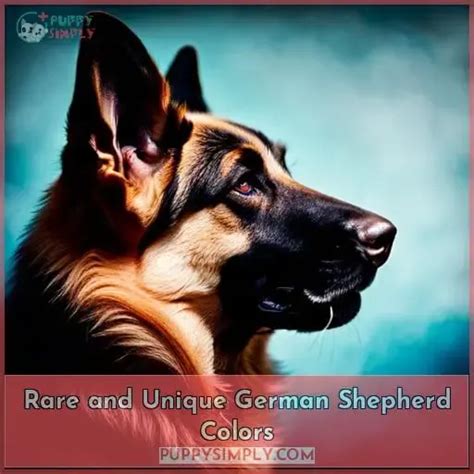 German Shepherd Colors Standard Faulty Coat Types Rare And Unique