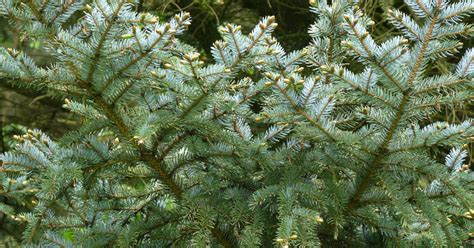 Picea Jezoensis Jezospar Appeltern Adventure Gardens