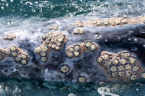 Premium Photo | Closeup view of whale skin covered by barnacles ...