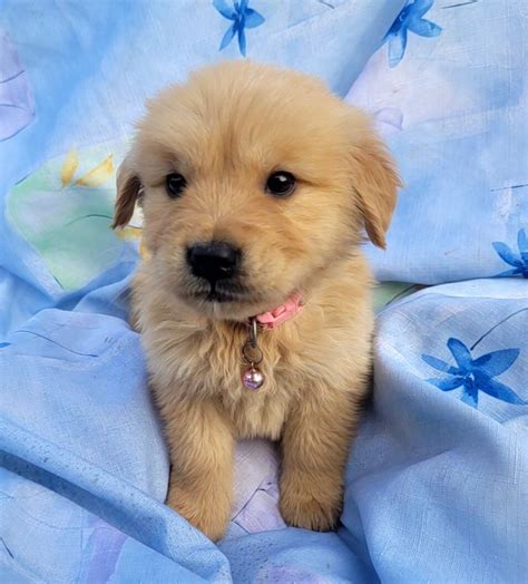 Śliczne rodowodowe szczeniaki Golden Retriever Szarlejka