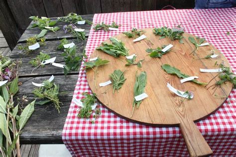 Wildpflanzen Bestimmen Sammeln Und Lecker Zubereiten Ewb