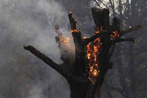 Evacúan A Unas 4000 Personas Por Incendio Forestal En El Sur De Chile