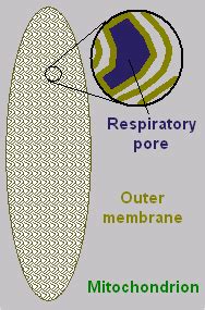 Mitochondria Membrane - Understanding Context