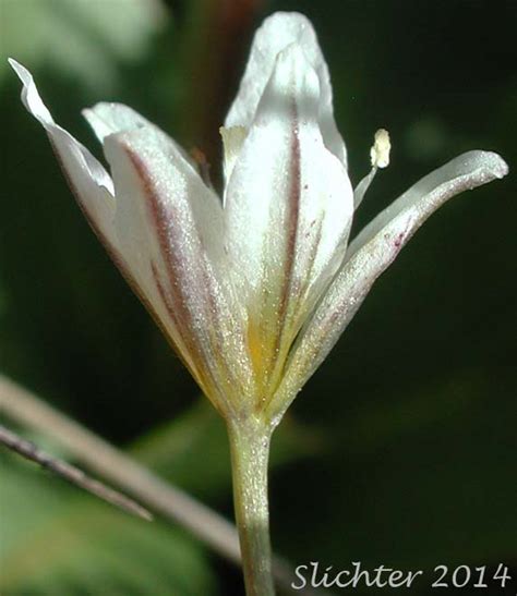 Alp Lily Alpine Lily Common Alplily Lloydia Serotina Ssp Serotina