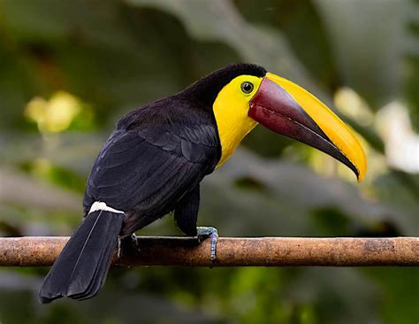 Yellow-throated Toucan | BirdForum