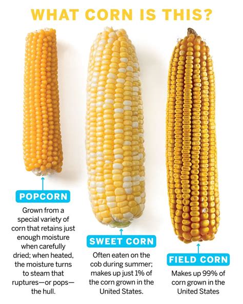 Types Of Corn A Comprehensive Guide