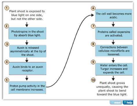 Part A Blue Light Photoreceptors And Phototropism Complete The Flowchart To Identify The