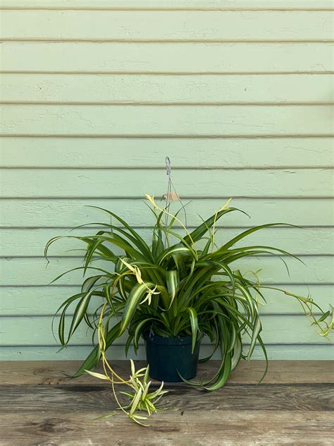 Chlorophytum comosum | Hawaiian Spider Plant | Mickey Hargitay Plants