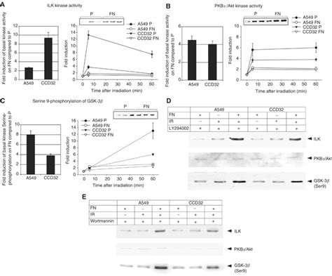 Protein kinase activities of ILK (A) and PKB/Akt (B) and GSK-3... | Download Scientific Diagram