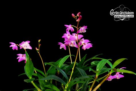 Dendrobium Kingianum Currlin Orchideen