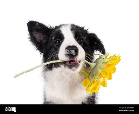 Tiro De Cabeza De Negro T Pico Super Adorable Con Borde Blanco Cachorro