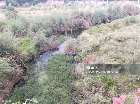 Drying Kush Kusha Grass Halfa Grass Big Cordgrass And Salt Reedgrass ...