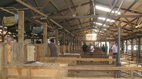 Most Iconic Aussie Shearing Sheds Cooinbil Yanga Cordillo Downs