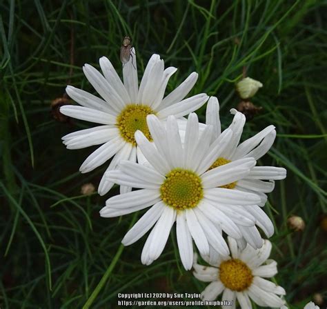 Marguerite Daisy Argyranthemum Gracile Chelsea Girl Garden Org