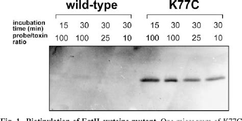 Figure From Cysteine Scanning Mutagenesis Of An Eukaryotic Pore