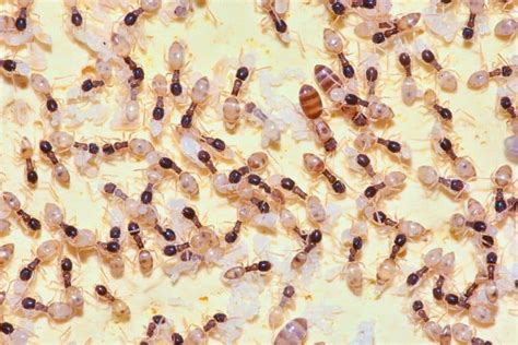 identify ghost ants  panama city homes