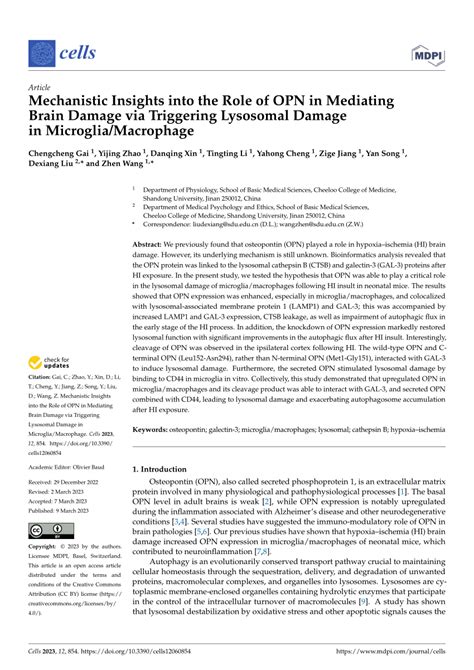 PDF Mechanistic Insights Into The Role Of OPN In Mediating Brain