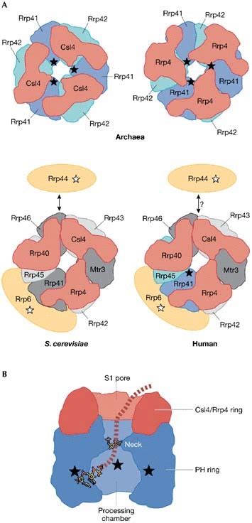 Comparison Of Exosomes In Archaea And Eukaryotes A Schematic