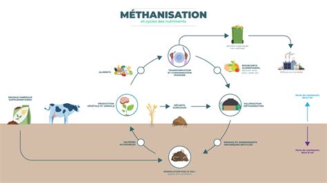 M Thanisation Et Cycles Des Nutriments Infometha