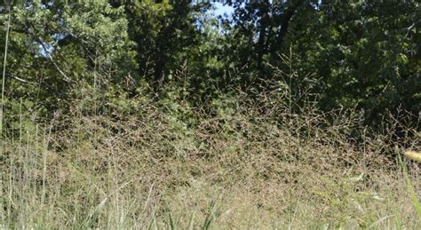 Switchgrass | Illinois Grasses | Illinois Extension | UIUC