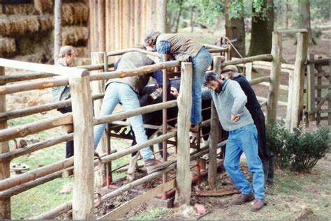 Freeze branding cattle – New Forest Knowledge