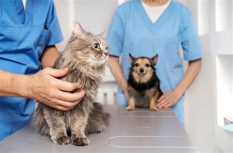 Como Escolher O Melhor Veterin Rio Para Seu Pet Dicas E Orienta Es