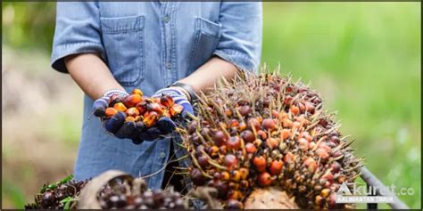 Harga Tandan Buah Segar Tbs Di Kalimantan Timur Meningkat Petani