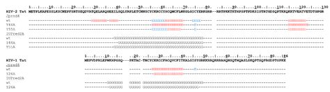 Ijms Free Full Text Y44a Mutation In The Acidic Domain Of Hiv 2 Tat