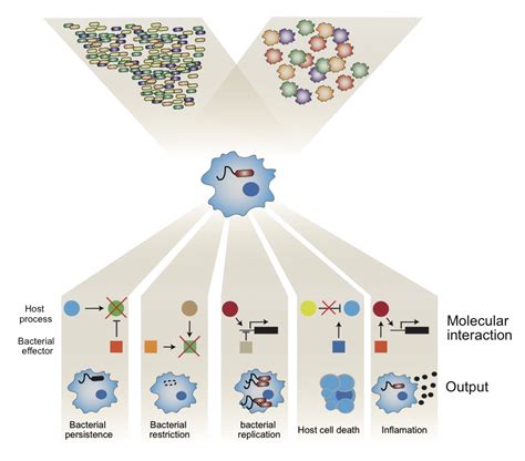 In Vitro Models Of Infection AVRAHAM LAB