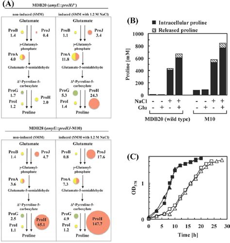 Absolute Quantification Of The Proline Biosynthetic Proteins In The B