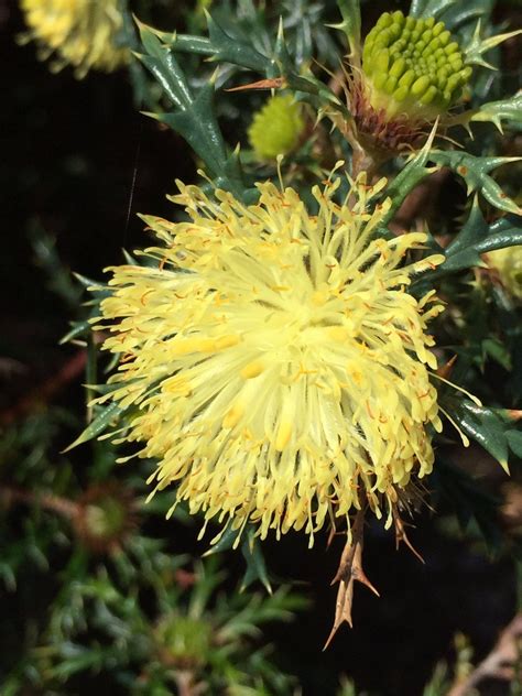 Many Headed Dryandra Banksia Polic Fala La Energ A De Las Flores