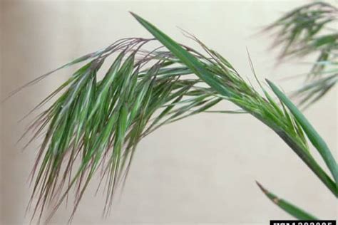 Cheatgrass - Invasive Species Council of British Columbia