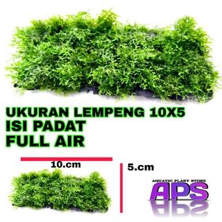 Jual Ricardia Mos Aquascape Tanaman Aquascape Moss Ricardia Lempeng