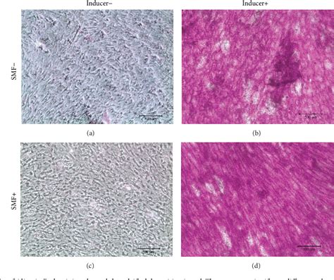 Figure From Static Magnetic Field Attenuates Lipopolysaccharide