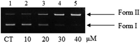 Agarose Gel Electrophoresis Patterns Of Pbr Plasmid Dna Ng